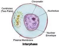 And g2, which stands for gap phase 2. Which Occurs First Interphase Interphase Or Mitosis In Mitosis Division Quora