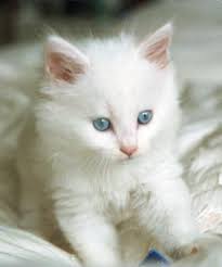 the one from van ehehe cute animals cats and kittens cute cats