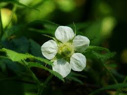 Image result for Rubus rosifolius