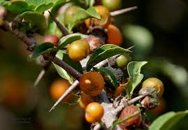 Image result for Canthium