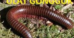 Yandex.translate works with words, texts, and webpages. Anim Agro Technology Ulat Gongok Bagaimana Mengawalnya