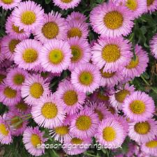 Check spelling or type a new query. Erigeron Fleabane Planting And Growing Guide