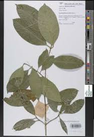 Image result for Scorodophloeus