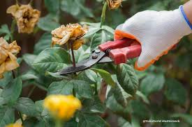 Aus diesem grunde sollten sie ausschließlich im sommer, unmittelbar nach der blüte ausgelichtet und in form gebracht werden. Rosen Schneiden Im Herbst
