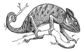 chameleon standing on tree branch coloring pages best place to color animal sketches pictures coloriage de la peau des doigts poisson fortnite