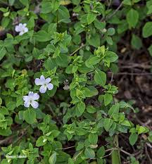 Image result for Barleria galpinii