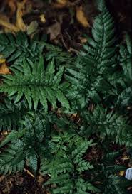 Image result for Polystichum sinense