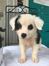 We foster kittens for adoptions. Denver Co Bernese Mountain Dog Meet Bianca A Pet For Adoption