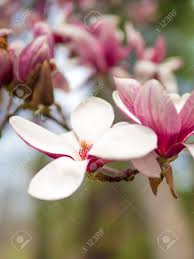 We did not find results for: Vibrant Early Spring Magnolia Flowers With Open Flowers And Buds Stock Photo Picture And Royalty Free Image Image 99779731