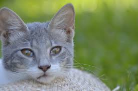 Ogni gatto ha una sua propria personalità, diversa da quella di un altro suo simile. Cosa Pensa Il Gatto Come Vede Se Stesso E Gli Esseri Umani