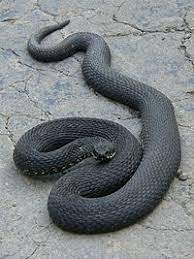 De flesta arterna lever i tropiskt och subtropiskt klimat, men en art huggorm (vipera berus) återfinns till och med vid polcirkeln. Huggorm Wikipedia