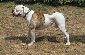 This dog is goofy and stubborn, and he loves to play. American Bulldog Brit