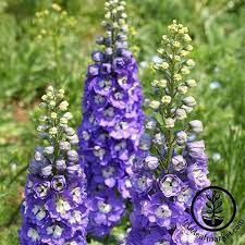 How To Grow And Care For Delphiniums Gardener S Path