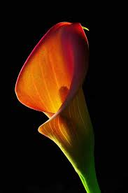 Cala Lillies Calla Lily Flower Pictures Beautiful Flowers