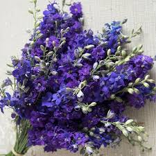 At blue florist, we believe everyone should be able to enjoy beautiful fresh flowers. Larkspur Dark Blue Seeds New Featured Flowers