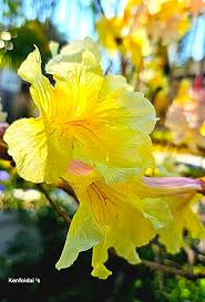 Image result for Handroanthus sp. near impetiginosus