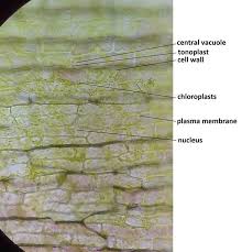 Image result for Elodea