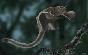 Flying Squirrel Rodent Breed Profile And Information Flying Squirrel Squirrel Fossil