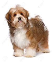 Cute Happy Red Parti Colored Havanese Puppy Dog Is Standing Isolated On White Background Stock Photo Picture And Royalty Free Image Image 112306431