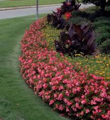 Lovely Mounding Annuals Border Bed Garden Landscaping Garden Spaces Front Yard