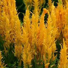 Image result for Celosia pandurata