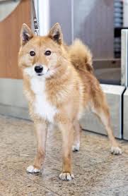 Sulimov Dog Jackal Hybrid Pets Dogs Breeds Rare Dog Breeds Rare Dogs