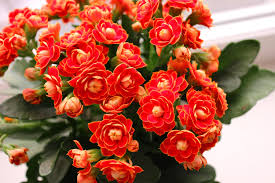 Image result for Kalanchoe manginii