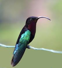 We did not find results for: A Well Defended Territory Is What Some Female Hummingbirds Find Most Attractive In A Mate Smithsonian Insider