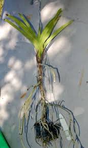 Vanda orchids at a glance vanda orchids are monopodial plants, which means that they have a the wands of vanda orchids flowers usually carry between eight and ten blooms, which emerge from. Re Basketing A Vanda