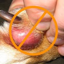Whether or not you think the schultzes look like their pets, it seems science is on their side on this one. Pictures Of Skin Cancer On Dogs By The Toes Blog Lif Co Id