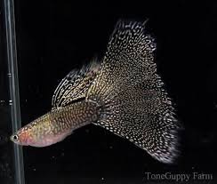 Thai Home Breeder Black Lace By Toneguppy Farm Guppy Fish Tropical Fish Aquarium Aquarium Fish