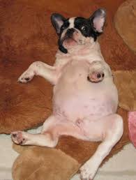 When vaginal fold dermatitis leads to chronic, persistent uti, and/or to severe and persistent moist dermatitis, i usually recommend surgical removal of. Ambiguous Genitalia In Dogs