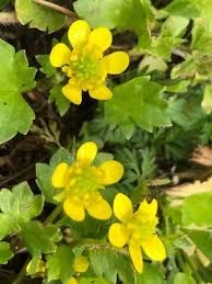 Image result for Pycreus muricatus