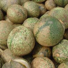 Image result for Voacanga chalotiana