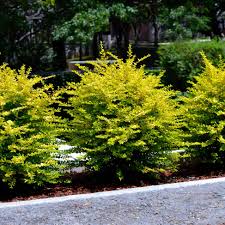 Image result for Ligustrum sinense