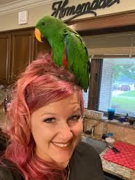 Delphinus cares for foster baby cockatiel