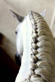 When A Horse Has A Better Hairstyle Than Me Horse Braiding Show Horses Horse Mane