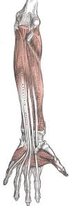 The clavicular head attaches to the medial portion of the clavicle. Anatomy Shoulder And Upper Limb Forearm Muscles Statpearls Ncbi Bookshelf