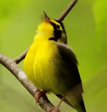 Bird Is The Word Gif With Sound Https Encrypted Tbn0 Gstatic Com Images Q Tbn 3aand9gcs0jjfdjeywua9euzlak5svyq6 Mluo0ic9iw Usqp Cau
