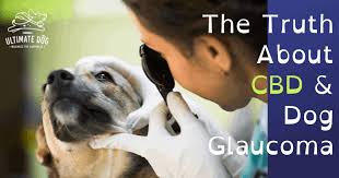 An intraocular pressure greater than 22 mmhg (2.9 kpa) is a significant risk factor for the development of glaucoma. An Honest Look At Cbd Oil For Dogs With Glaucoma Ultimate Dog