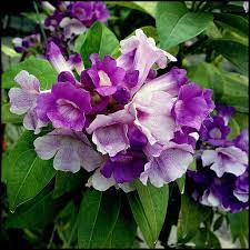 garlic vine flowers in singapore 新加坡花木照片 vines flowers foliage