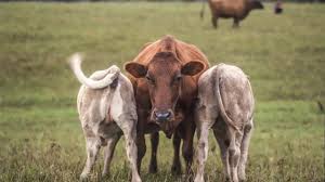 For too long, irish producer prices have not kept up with inflation or the increased costs of production that farmers are incurring. Not All Cows Are Equal Sucklers Need Support Laptrinhx News
