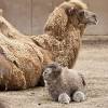 It speaks volumes about ties that bind human beings and animals together. Https Encrypted Tbn0 Gstatic Com Images Q Tbn And9gcqud6ytu 6xlpiomxgigmgnyyc6mk9h637jvpgfdlj7hpvtug2b Usqp Cau