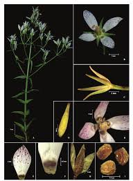 Image result for Swertia