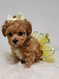 Find maltipoo puppies on www.petzlover.com. Maltipoo Maltipoo Puppy Dog Mommy Teddy Bear Dog