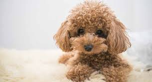 Balance on puppies need to be paid by the age of 8 weeks. Toy Poodle All About The World S Cutest Curliest Dog Breed