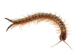 Maybe you would like to learn more about one of these? Dikonsumsi Sebagian Orang 5 Fakta Lipan Spesies Hewan Berkaki Banyak