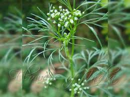 Image result for Apium leptophyllum