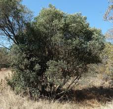 Image result for Euclea