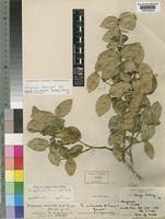 Image result for Strychnos henningsii